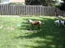 sweetie and magnum play in sprinkler sweetie and magnum play in sprinkler