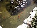 GoFish