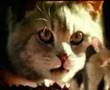 Whiskas Kedi Reklam�