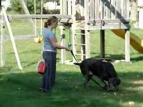 Dog pooping in Kentucky Fried