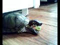 Mr.Slowsky (my Turtle)