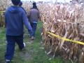 corn-field5