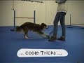 Dogs Town Movie