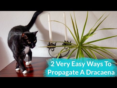 how to grow dracaena