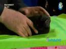 Direct 8 émission 'Les Zoctopuces' avec Franck Syx