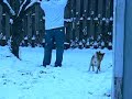 Guinness & Sienna Play in the Snow