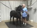 Tara (Friesian filly, Wander x Thomas) at 4 months