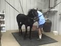 Tara (Friesian filly, Wander x Thomas) at 4 months