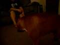 videos de soldier baby ready for battle