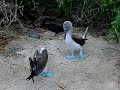 Piquero Pata Azul en isla Galapagos Blue Footed Booby at Galapagos Island