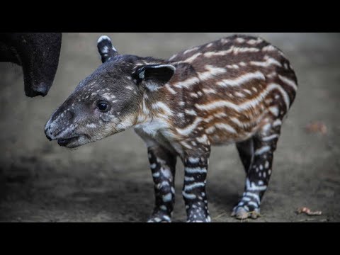 Managua/Nicaragua: Seltener Tapir-Nachwuchs geboren