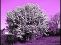 �lsted (3310) omegn dias stemnings billeder