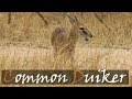 Common Duiker (Sylvicapra grimmia) Video | Bush Duiker | Grey Duiker | Stories Of The Kruger