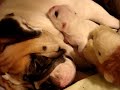 Adorable English Bulldog puppies Adorable English Bulldog puppies