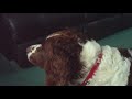 bendog barking