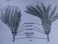 Introduction to Fossil Crinoids part 1