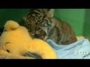 Baby tiger and the bear cub falls asleep Bo