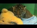 Baby-Tiger-Cub