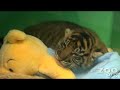 Baby Tiger Cub Baby Tiger Cub