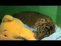 Baby-Tiger-Cub