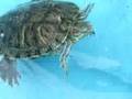 Pebody Turtle Eating Beetels
