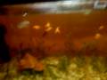 meu aquario abitantes :^1 casal de colisa , 1 casal de platy , um casal de espada , 1 macho de guppy e duas femes, 1 cascudo , um limpa fundo e 2 ampularias 