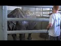 Me Washing An Indian Rhino