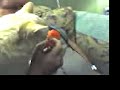 Kitty Eats a Tomato Kitty Eats a Tomato