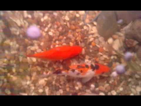 goldfish tank filter. Aquarium Internal filter