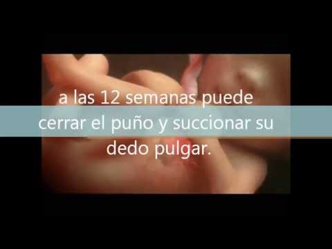 Videos-De-Abortos-Reales de abortos reales - Videos | Videos relacionados con youtube.videos de ...