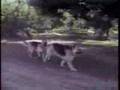 comedy12 afv comedy comedy12 afv comedy