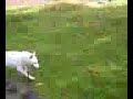 柴犬動画