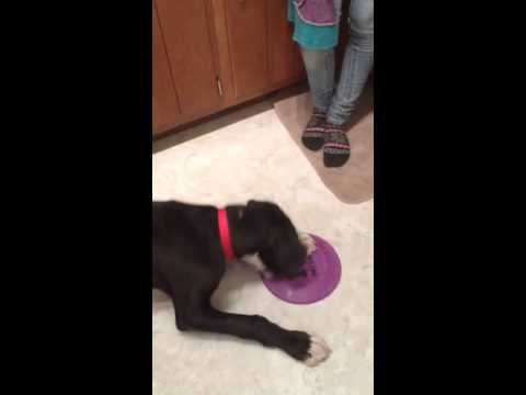 A great Dane puppy tries to pick up a frisbee