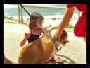 A Beach for Dogs! PPTV EP 01 A Beach for Dogs! PPTV EP 01