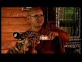 Tribal Animals - Big Cats - (Part 1 Of 6) Tribal Animals - Big Cats - (Part 1 Of 6)