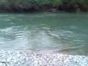 28 lb Spring Salmon on the Vedder River 28 lb Spring Salmon on the Vedder River