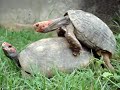 Tartaruga safadinha