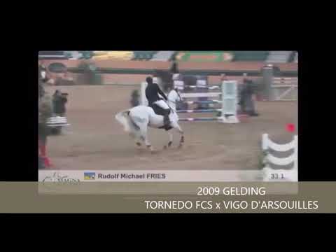 JULE DE LAUZELLE 1M30 MAGNA RACINO NOVEMBER 2018