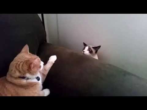 Dá-me licença, se faz favor?