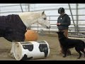 Clicker Training - Dog and Horse Play with Ball!
