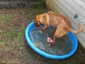 !0 dollar walmart pool !0 dollar walmart pool