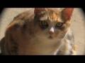 videos de Two Homeless Cats Who Need Homes