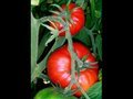 Feds to limit gardening? (Monsanto, seeds, Ron Paul)