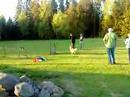 Lydnadst�vling i Ljungby - Hopp �ver hinder