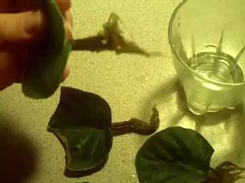 how to grow umbrella plant from cuttings