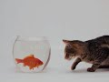 El reto de llegar hasta tus sueños El reto de llegar hasta tus sueños