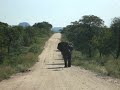 Elefante Nada Amigavel