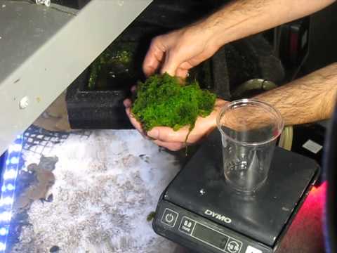 how to grow seaweed