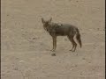 Coyotes