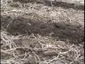 NH3 Application Spring Strip Till N ILL Near Mendota